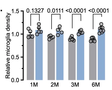 Quantification of relative microglia density and (C57BL/6 J at 1,2,3,6 months: n = 5,5,6,7 and App NL-G-F at 1,2,3,6 months: n = 5,4,6,8)