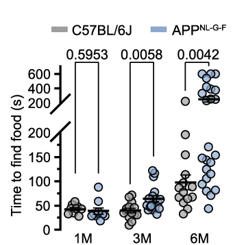 Time to find food in the buried food task at 1,3, and 6 months of age. (C57BL/6 J at 1,3,6 months: n = 9,14,14 and App NL-G-F at 1,3,6 months: n = 10,18,24).