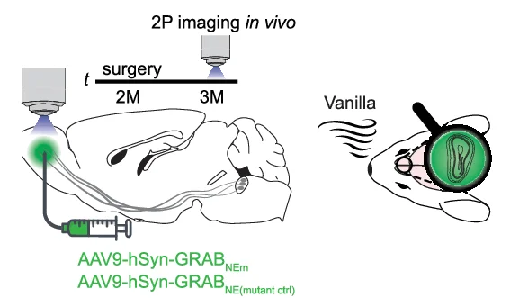 Experimental setup of noradrenaline (NA) level measurements in vivo. Graphic modified from Carpaneto, A. (2020). Microscope Objective. Zenodo. https://doi.org/10.5281/zenodo.3926119 , Petrucco, L. (2020). Mouse head schema. Zenodo. https://doi.org/10.5281/zenodo.3925903 .