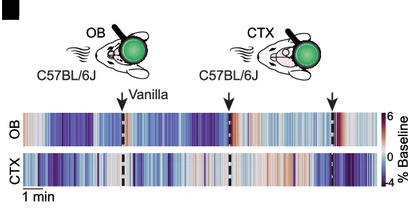 NA release measured in the OB and cortex (CTX) of a C57BL/6 J mouse following three consecutive vanilla air puffs in comparison to the same stimuli in the OB. Graphic modified from Petrucco, L. (2020). Mouse head schema. Zenodo. https://doi.org/10.5281/zenodo.3925903 .