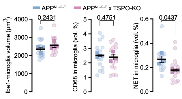 Analysis of NET volume, Iba1 volume and CD68 volume. App NL-G-F x TSPO-KO microglia contain less NET + signal than App NL-G-F microglia. ( n = 3 C57BL/6 J vs. n = 3 App NL-G-F , each 5 pictures).