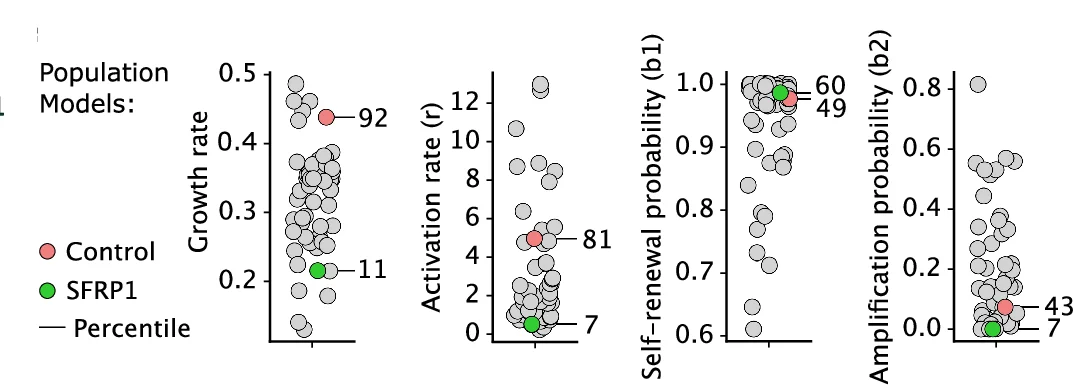 Parameter estimates from population models of GBM dynamics (Fig. 3 ), including activation- and inferred growth rates, as well as self-renewal and amplification probabilities for T6 control and SFRP1-OE GBM PDXs from ( c ) among n = 51 primary GBMs. The rank percentile for each parameter is indicated.