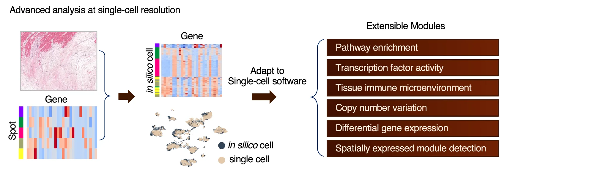 Thor adapts and implements a diversity of modules for advanced single-cell analyses around the inferred spatially resolved whole transcriptome of the in silico cells.