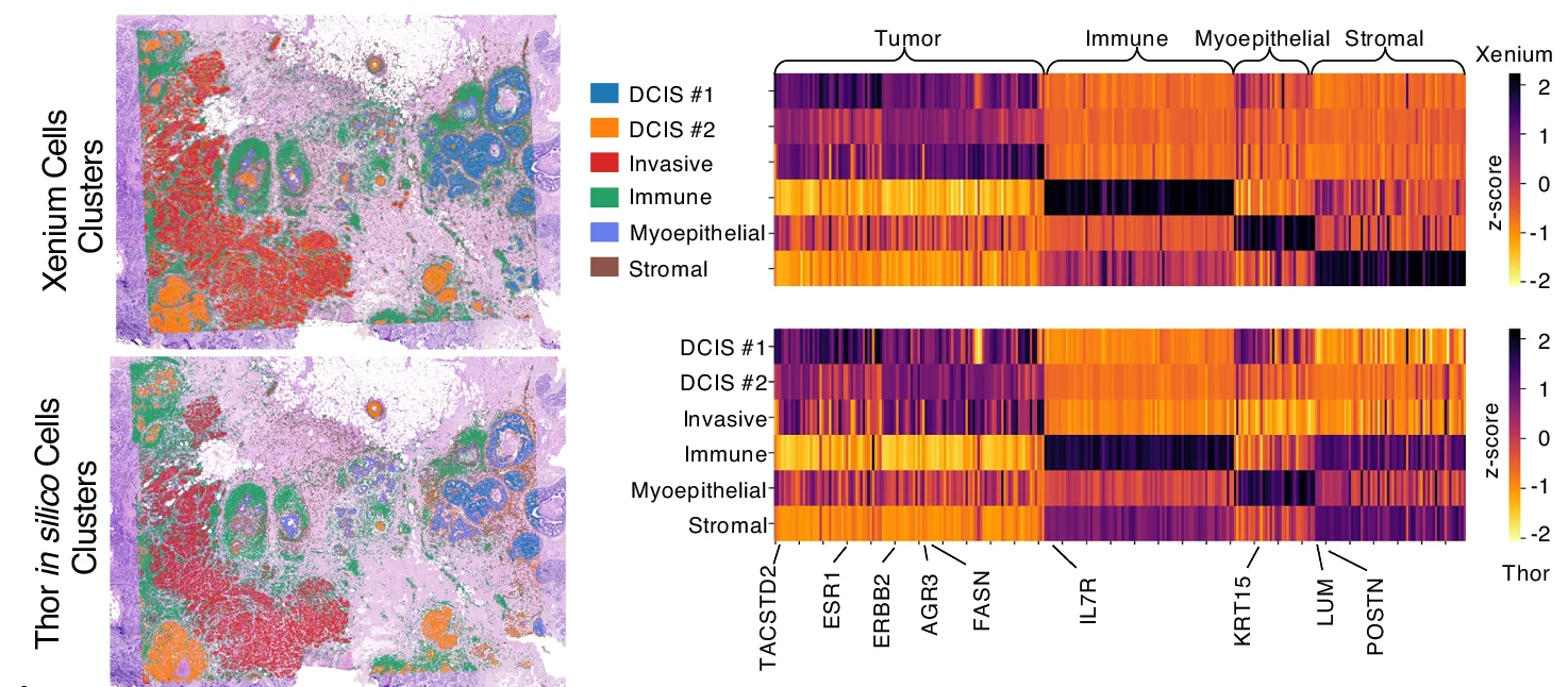 Thor-inferred spatial transcriptome of in silico cells demonstrates consistent cell clusters with Xenium using scRNA-seq clustering. The cluster annotations were adapted from the original study of the dataset 28 . The mean expression levels (normalized) of differentially expressed genes in each cluster were visualized using heatmaps.