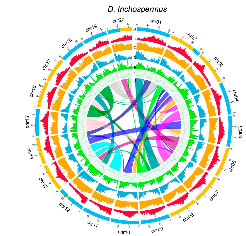 Genomic characteristics visualized via circos plots for D. trichospermus. Circles denote a karyotype, colored by subgenome assignments, b Class I TE density, c Class II TE density, d PCG density, e tandem repeat content, f GC content and g inparalogous syntenic blocks, colored by alignments to proto-chromosomes of tPMK.