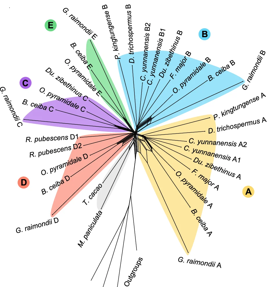 The split network illustrates the intricate evolutionary relationships between the subgenomes (A–E) and highlights the complex, network-like evolution beyond simple, bifurcating evolutionary pathways. Vitis vinifera , Carica papaya , Aquilaria sinensis and Dipterocarpus gracilis served as outgroups.