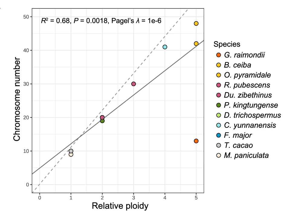 Correlation between chromosome number and relative ploidy ( p ) in the analyzed species. The dashed line indicates the expected chromosome number (11 x p ) in the absence of dysploidy. All genomes analyzed, with the exception of the cotton genome, have chromosome numbers close to the chromosome numbers of their polyploid ancestors.