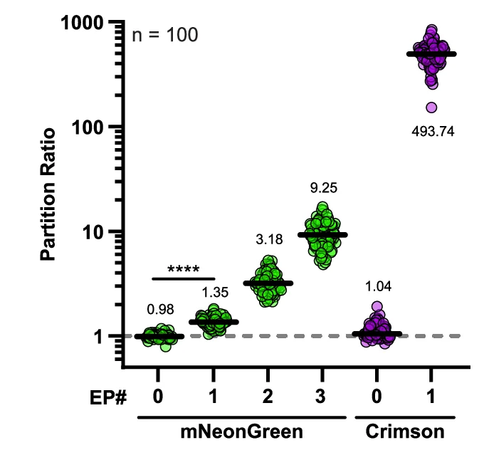 Partitioning was calculated by the quotient of background subtracted foci signal over non-foci signal. This analysis confirmed that partitioning increases with additional EP domains and that emergent valency outcompetes intrinsic in all cases. Medians are denoted within each sample with the black bar. **** denotes p < 0.0001 given by an upaired t -test.