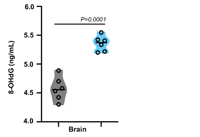 ELISA of basal levels of 8-hydroxydeoxyguanosine (8-OHdG) in the brain of iCab and CPD KO medaka. Violin plots represent individual data points (n = 6 biologically independent samples with each sample including 9 fish) shown as black hollow circles and their probable distribution. The horizontal black lines within the violin plots represent mean values of 8-OHdG. The statistical test used is student’s t-test. Statistical differences (P values) are annotated in each panel. Source data are provided as a Source Data file.