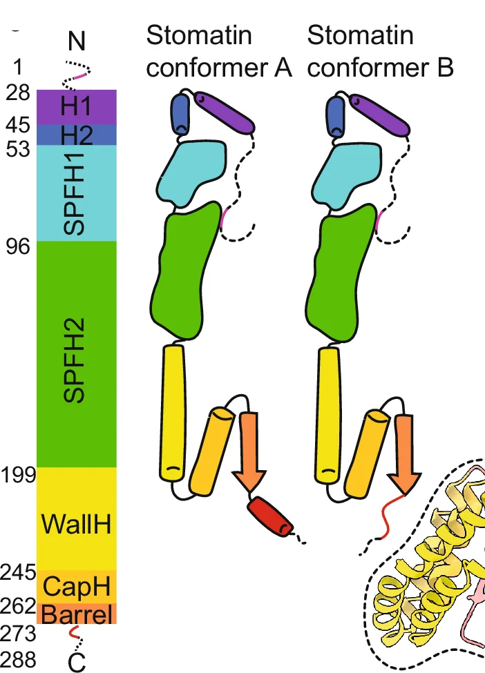 Domain architecture of Stomatin conformers. Both share the same topology: Flexible N-terminus (pink), two short hydrophobic helices (H1 (purple) and H2 (blue)), SPFH1 and SPFH2 domains (cyan and green), followed by a short wall helix (WallH, yellow), a cap helix (CapH, orange), and a C-terminal -barrel (orange red). Conformer A ends in a short helix, while Conformer B adopts a looped C-terminal region (red).