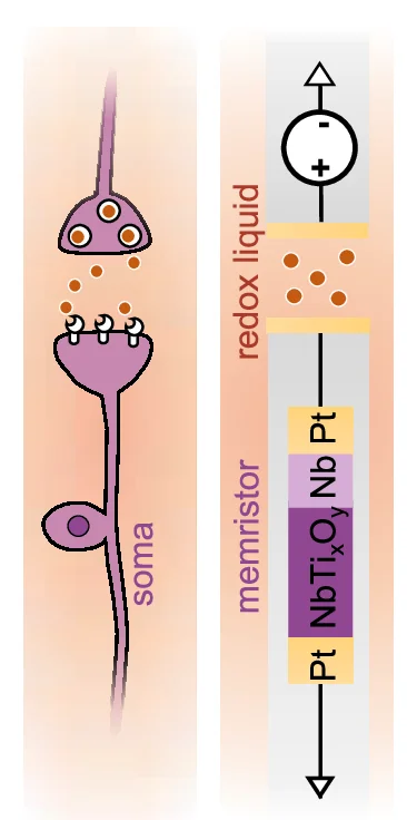 Schematic comparison of a typical biological neuron (left) with our HAN (right). The electronic component of the HAN includes a threshold memristor (purple) and electrodes (gold), while the ionic component (brown) is an electrochemical element with Fe 2+ /Fe 3+ redox solution.