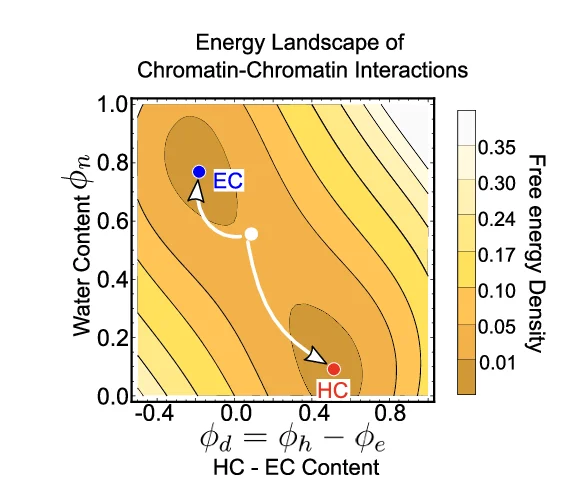 The contour plot of free energy density shows the two wells (local minima) corresponding to the two stable phases of chromatin – euchromatin (blue) and heterochromatin (red). We schematically show how an initial homogeneous distribution of chromatin (white circle) will evolve towards the two energy wells.