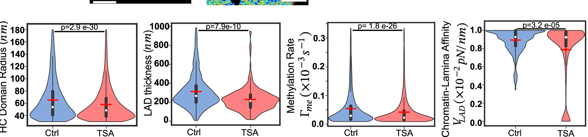 Our theoretical framework reveals that upon TSA treatment, the interior heterochromatin domain radii, LAD thickness, methylation rate and chromatin-lamina affinity all decrease. (Control: n = 4223 loci, 6 nuclei; TSA-treated: 5279 loci, 5 nuclei, unpaired two tail test). All violin plots show a symmetric kernel density estimate (outline), the quartiles (black boxplot), the median (white dot), and the mean (red dot with line).