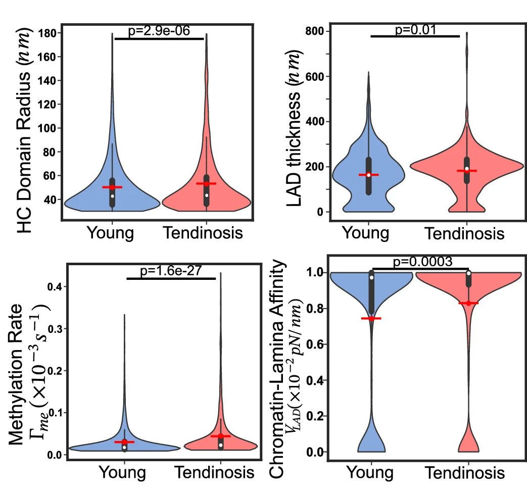 Quantitative analysis reveals an increase in the mean heterochromatin domain radius, LAD thickness, methylation rate and chromatin-lamina affinity. (Healthy: n = 14429 loci, 10 nuclei; Diseased: n = 1992, 9 nuclei, unpaired two tail test). All violin plots show a symmetric kernel density estimate (outline), the quartiles (black boxplot), the median (white dot), and the mean (red dot with line).