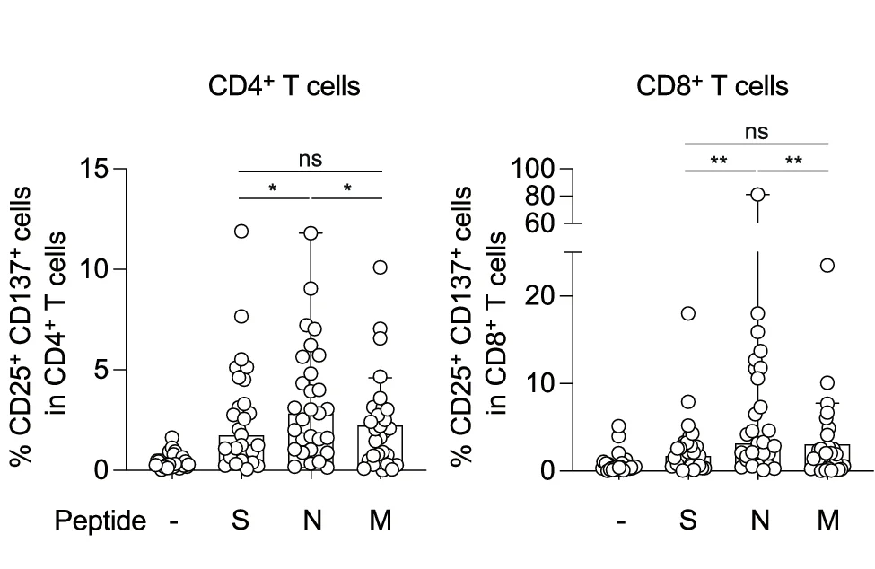 The median percentages of CD25 + CD137 + CD4 + or CD8 + T cells in convalescent donors ( n = 29), and statistically significant differences in CD25 + CD137 + CD4 + T cells after stimulation with the N pools between the indicated peptides (* p = 0.0474 and * p = 0.025; versus S and M pools, respectively) and in CD25 + CD137 + CD8 + T cells after stimulation with the N pools between the indicated peptides (** p = 0.0014 and ** p = 0.0017; versus S and M pools, respectively) are determined by a two-tailed Wilcoxon matched-pairs signed-rank test. ns, no statistical significance. Data are expressed as median. See also Supplementary Fig. 1a (Gating strategy). See also Table 1 (donor information).