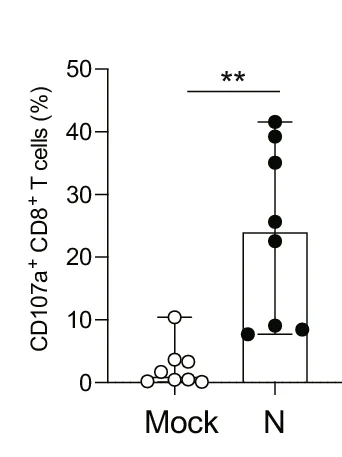 A statistically significant difference is determined by Wilcoxon matched-pairs signed rank test (** p = 0.0078; versus mock). c The assay was performed in triplicate, and the median is shown.