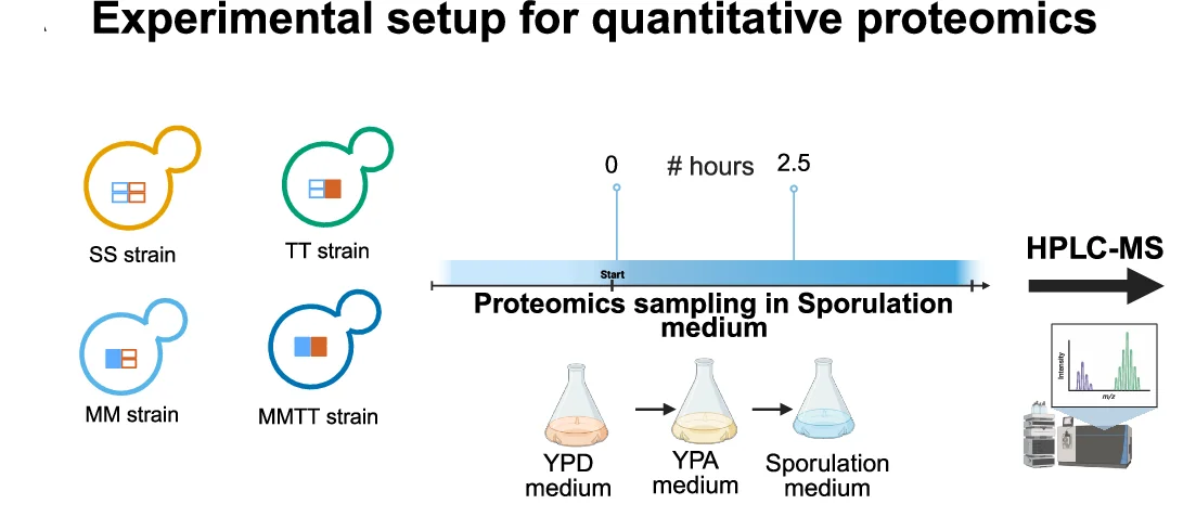 The S288c, MM, TT, and MMTT strains were grown in the sporulation medium, and sampling was done at the 0th hour and 2 h 30 min during sporulation.