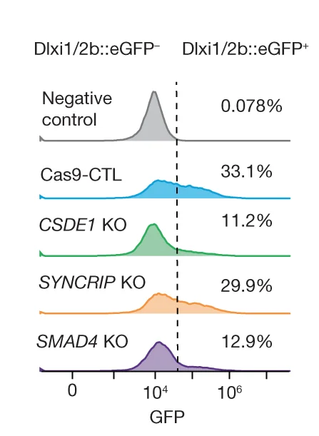 Percentages of Dlxi1/2b::GFP + cells by flow cytometry analysis in day 45 hSO. Negative control: hSO without GFP expression. The x axis shows GFP intensity and the y axis shows counts.
