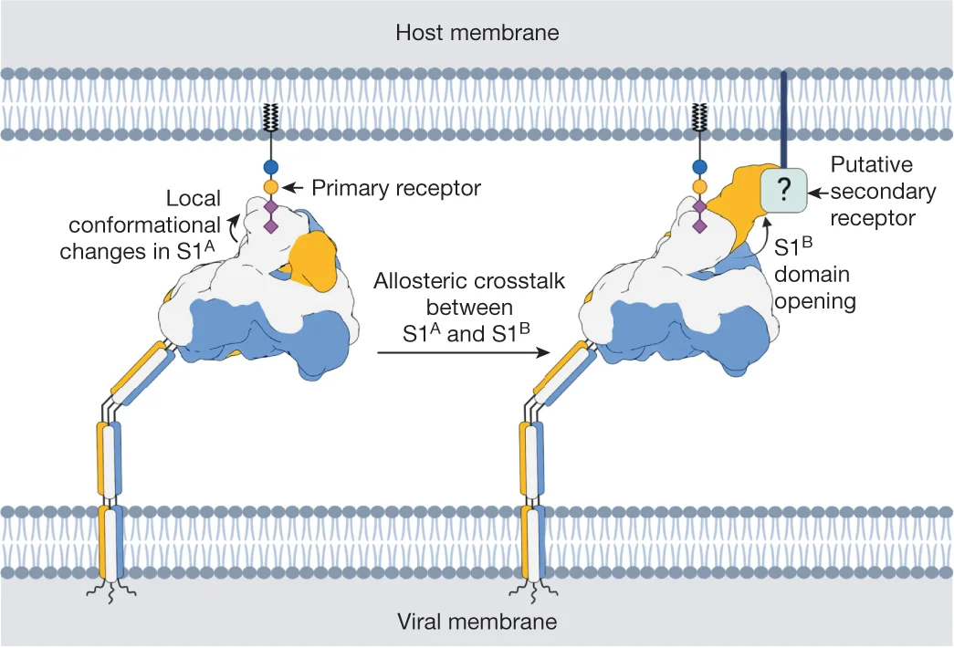 The HKU1-A spike engages a primary carbohydrate receptor, containing a 9-O-acetylated 2,8-linked disialoside, through the S1 A domain. This causes the allosteric opening of the neighbouring S1 B domain, which then binds to a putative secondary receptor. Created with BioRender.com.