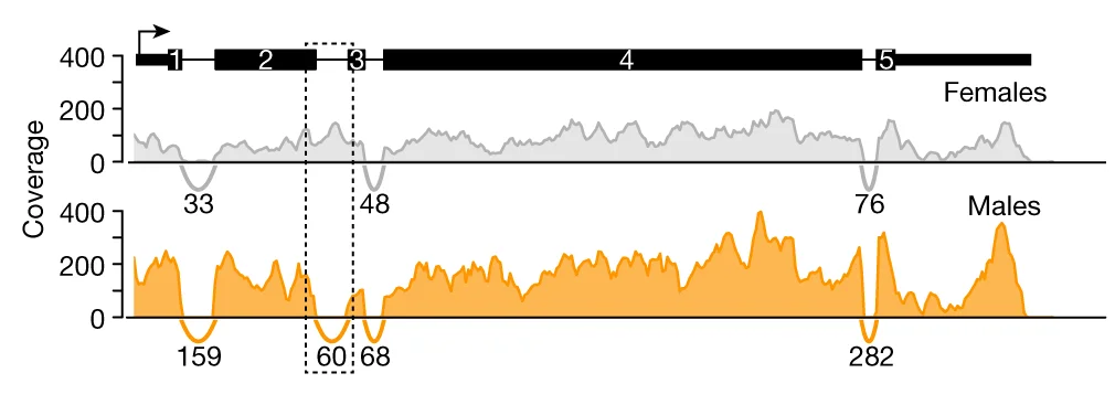 RNA-seq coverage and splice junctions (arcs) at the SOA locus at 11 h of embryogenesis in females and males. Read numbers spanning respective exon–exon junctions are shown below the arcs (Supplementary Table 1).