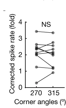 Corrected peak spike rates of corner cells (identified in convex-3) at the convex corners (270° versus 315°) in the convex-3 arena (two-tailed Wilcoxon signed-rank test: P = 0.85; n = 10 mice).