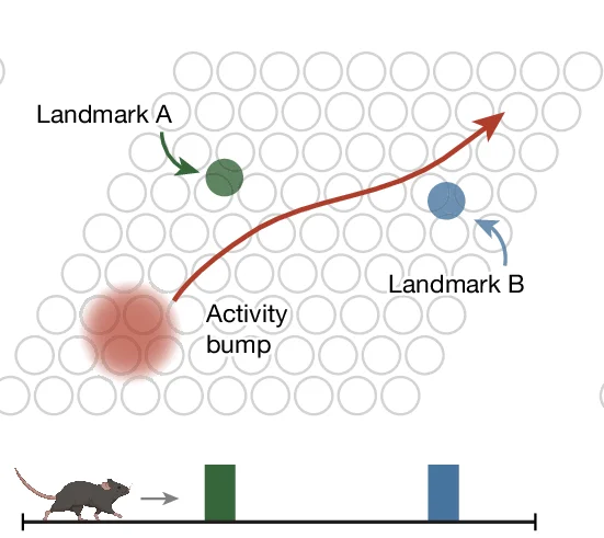 A new landmark (blue) deflects the bump onto a new trajectory (k).
