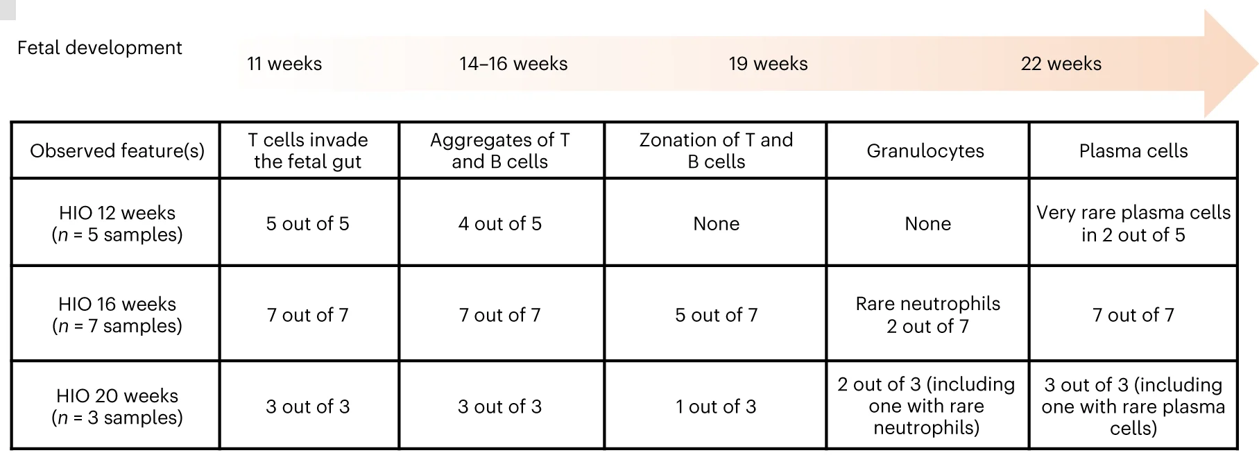 Prevalence of immune developmental features observed in HIO. Representative of two independent experiments 21 , 22.
