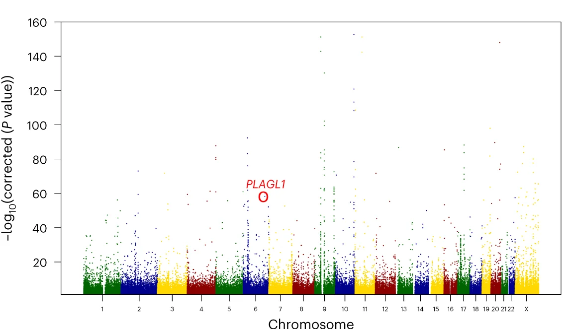 Manhattan plot of allele-specific methylation in NA12878. The x axis is chromosomal location and y axis is −log10(p) from Fisher’s exact test of association between genotype and in cis modC levels. PLAGL1 , a known imprinted gene, is highlighted in red.