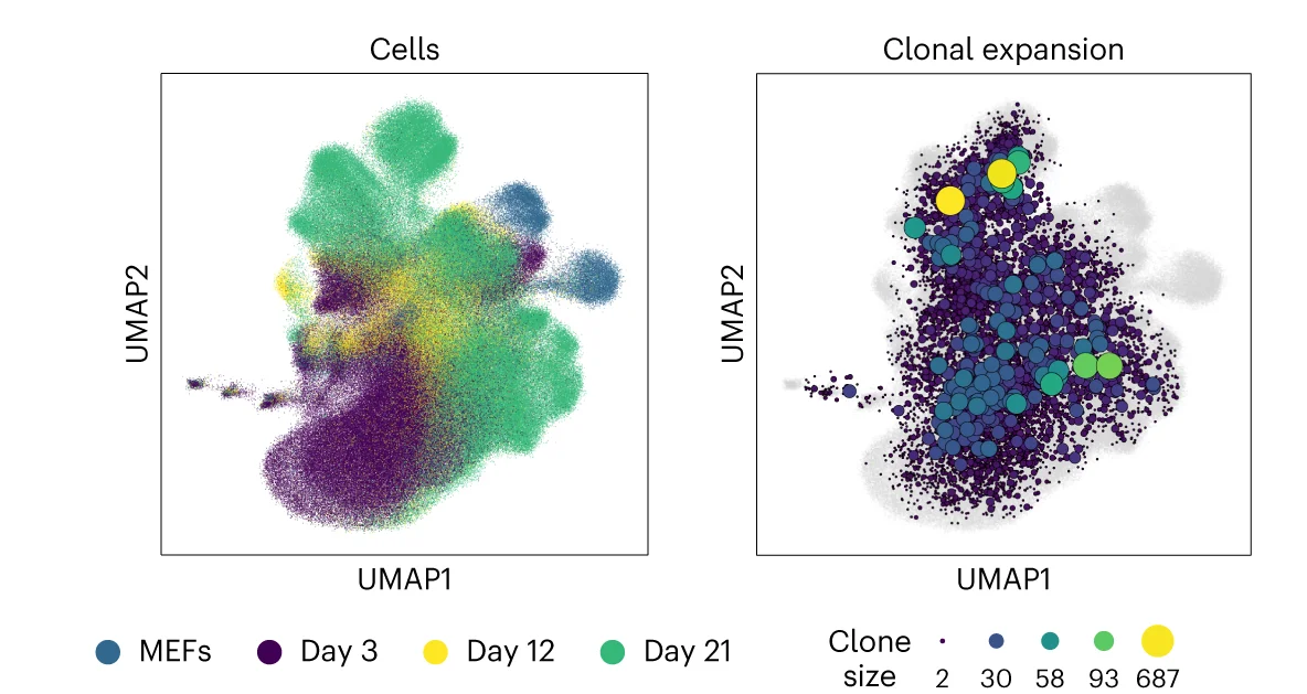 Cells from both scRNA-seq and scATAC-seq, across all time points, were co-embedded with clones and visualized using a UMAP. Left, time point information projected on cells. Right, clonal expansion visualized using clone nodes.