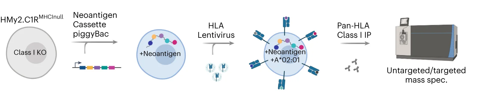 Process overview for the cell engineering and MS analysis of peptides presented by polyantigen-expressing HLA monoallelic cell lines. KO, knockout. a was created with BioRender.com.