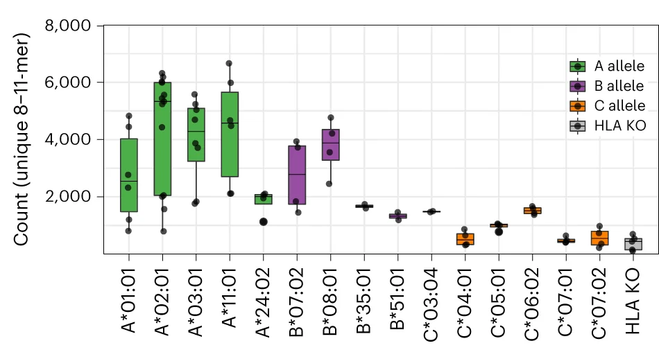 Number of unique 8–11-mer peptides identified in untargeted immunopeptidomic analysis. The box represents the interquartile range; the line represents the median value; and the whiskers represent the minimum and maximum values (excluding outliers). Each dot represents a separate analysis beginning with a replicate cell pellet (A*01:01 n = 6, A*02:01 n = 13, A*03:01 n = 8, A*11:01 n = 6, A*24:02 n = 4, B*07:02 n = 4, B*08:01 n = 4, B*35:01 n = 2, B*51:01 n = 2, C*03:04 n = 2, C*04:01 n = 4, C*05:01 n = 4, C*06:02 n = 4, C*07:01 n = 4, C*07:02 n = 4, HLAKO n = 5).