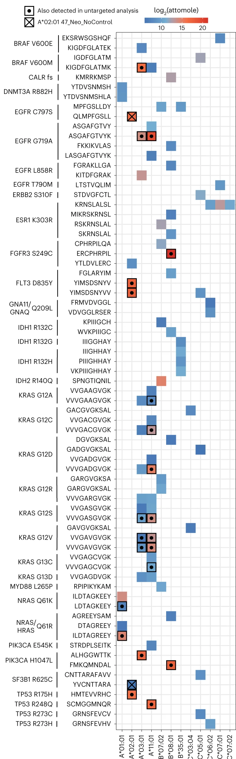 Summary of neoepitopeHLA pairs detected from shared cancer neoantigens. Color represents attomol of neoepitopes detected on column during analysis. Bolded squares with centered dots represent neoepitopes also detected in untargeted analysis. A square with an ‘X’ indicates A*02:01-specific neoepitopes that were detected in a cell line containing a polyantigen construct lacking control neoantigen sequences.