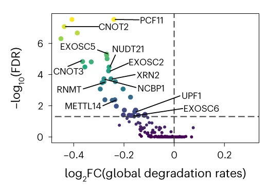 Scatter plots showing the extent and the significance of changes on the distributions of global degradation upon perturbations compared to NTC cells. The FCs were calculated by dividing the median values of each perturbation with that of NTC cells and were log 2 transformed. Dashed lines indicate the statistical thresholds that were used (horizontal line, -log 10 (0.05); vertical line, 0).