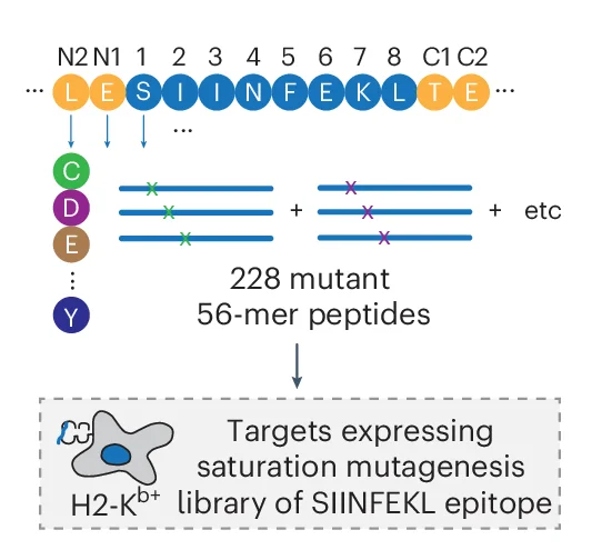 Design of the SIINFEKL epitope saturation mutagenesis library. Each position was substituted to each of the 19 alternative amino acids. In addition to the epitope, the two amino acids that were N terminal and C terminal to the epitope were examined. Each mutant epitope was expressed as 56-aa peptide tiles, introduced into H2-K b + G 5 -target cells and screened using OT-I TCR + SrtA-Jurkats using TCR-MAP.