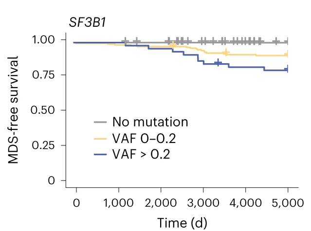 Kaplan–Meier curves of the most significant genetic predictors by VAF of the driver mutation: SF3B1 and MDS-free survival