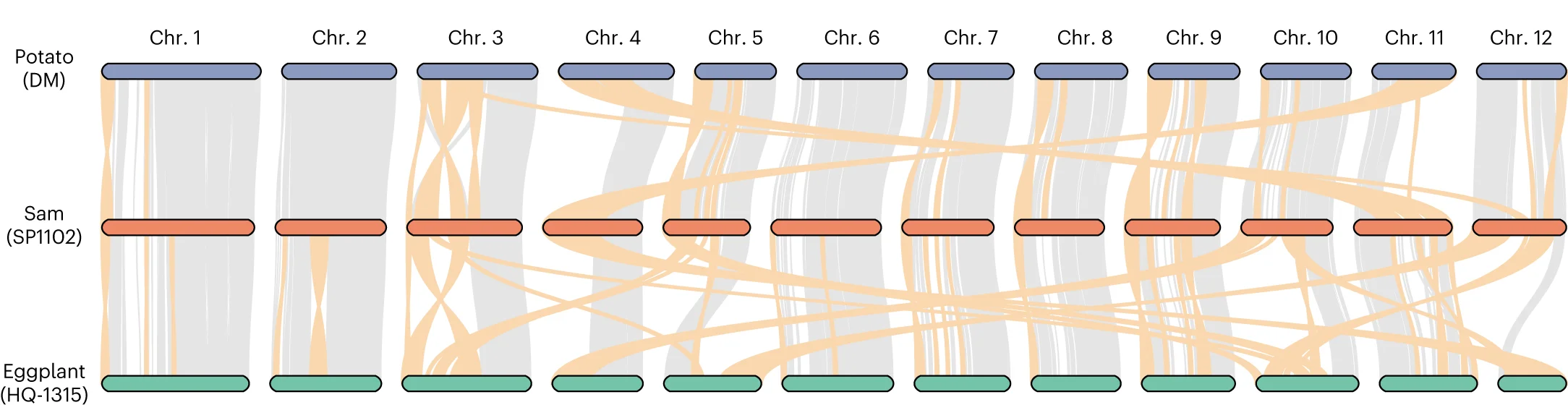 Genome synteny of S. americanum , potato and eggplant. Ribbons between chromosomes show syntenic regions. Large chromosome rearrangements (>1 Mb in size) are marked in orange.