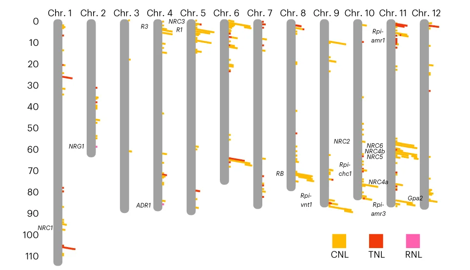The physical map of NLR genes in the SP1102 genome. CNLs are shown by yellow blocks, TNLs are shown by red blocks and RNLs are shown by pink blocks. Some functionally characterized NLR clusters are noted on this map. Some previously reported NLR clusters ( NRC1 , NRG1 , R3 , ADR1 , NRC3 , R1 , RB , Rpi-vnt1 , NRC2 , Rpi-chc1 , Rpi-amr1 , NRC6 , NRC4b , NRC5 , NRC4a , Rpi-amr3 , Gpa2 ) are shown in the physical map.