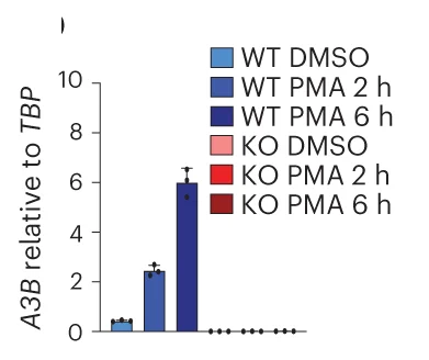 RTqPCR of A3B mRNA from MCF10A WT and A3B KO cells treated with PMA (25 ng ml −1 ) for the indicated times. Values are expressed relative to the housekeeping gene, TBP ( n = 3; mean ± s.e.m.; KO levels not detectable).