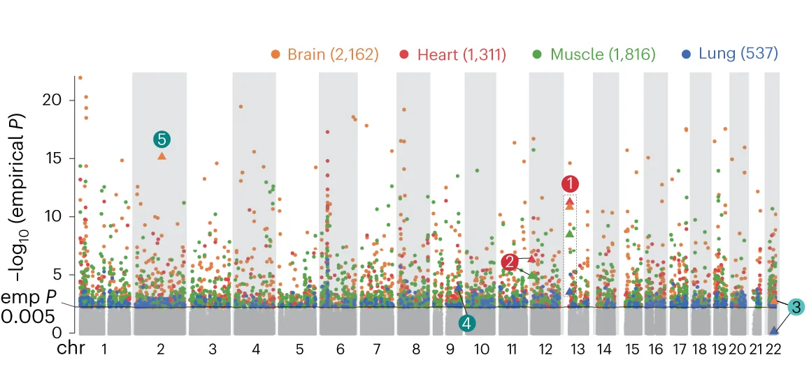 Overlaid Manhattan plot of lead haQTLs from brain, heart, muscle and lung; x axis shows the genomic position and y axis shows the -log 10 (empirical P value); empirical P value is haQTL P value adjusted for multiple SNPs for each loci as described in Methods ; examples 1–5 in b are marked with numbers in colored circles.