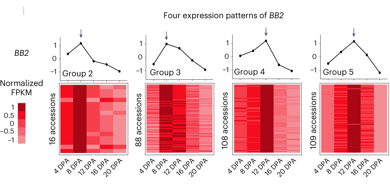 Expression profiles of Ghir_D05G007220 (BB2) in 340 accessions were divided into eight expression groups. The figure shows the four larger expression groups. Heatmaps showing normalized FPKM in each accession at each timepoint. Line charts showing the mean expression of accessions at each timepoint. The arrow points to the timepoint with the highest mean expression.