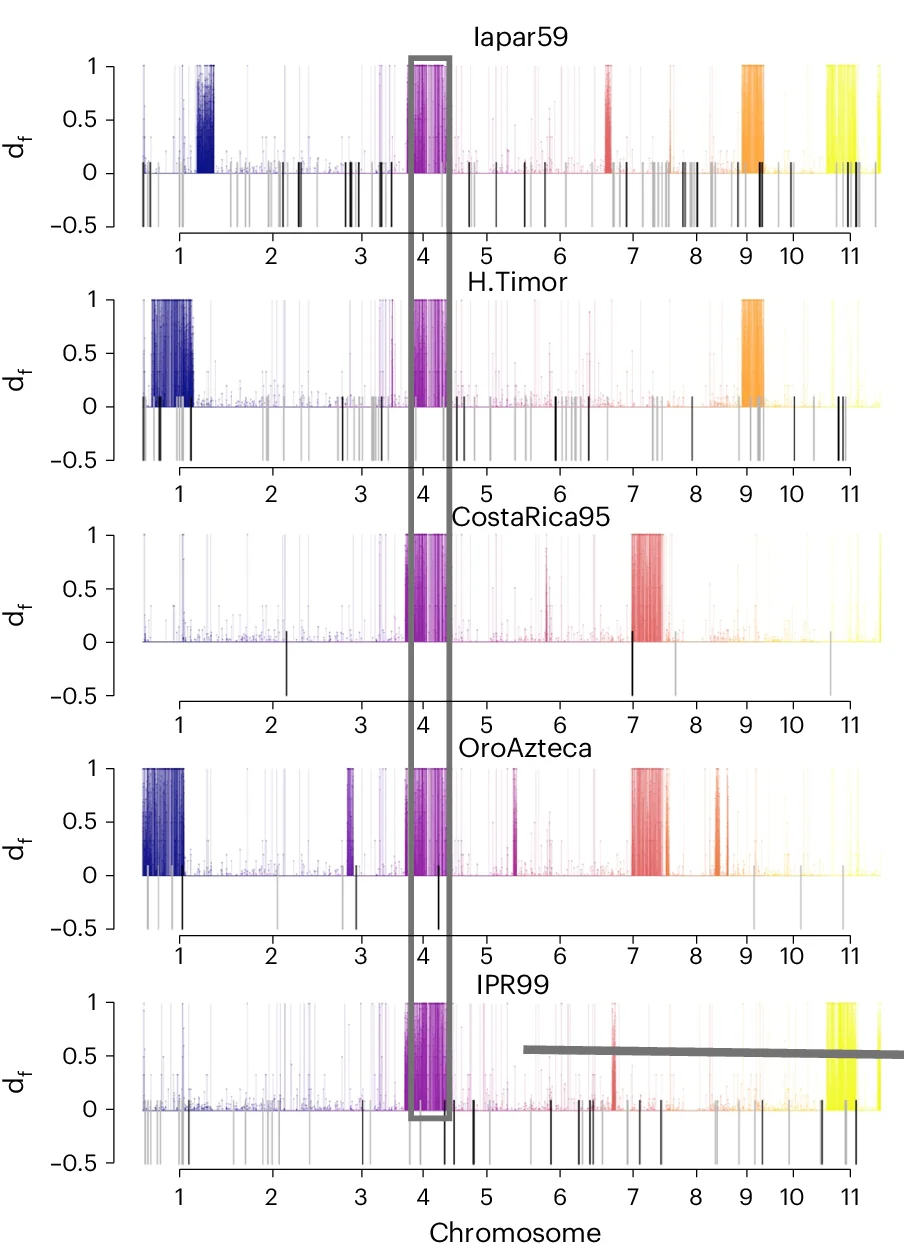 Introgression d f statistic estimated for different Timor hybrid derivatives. Colored lines above the axis mark regions of significant introgression in the line under inspection, and are colored by chromosome. The shared introgressed region on chromosome 4 is colored in purple and boxed. TIPs are represented as lines below the x axis and exhibit overlap with introgressed regions.