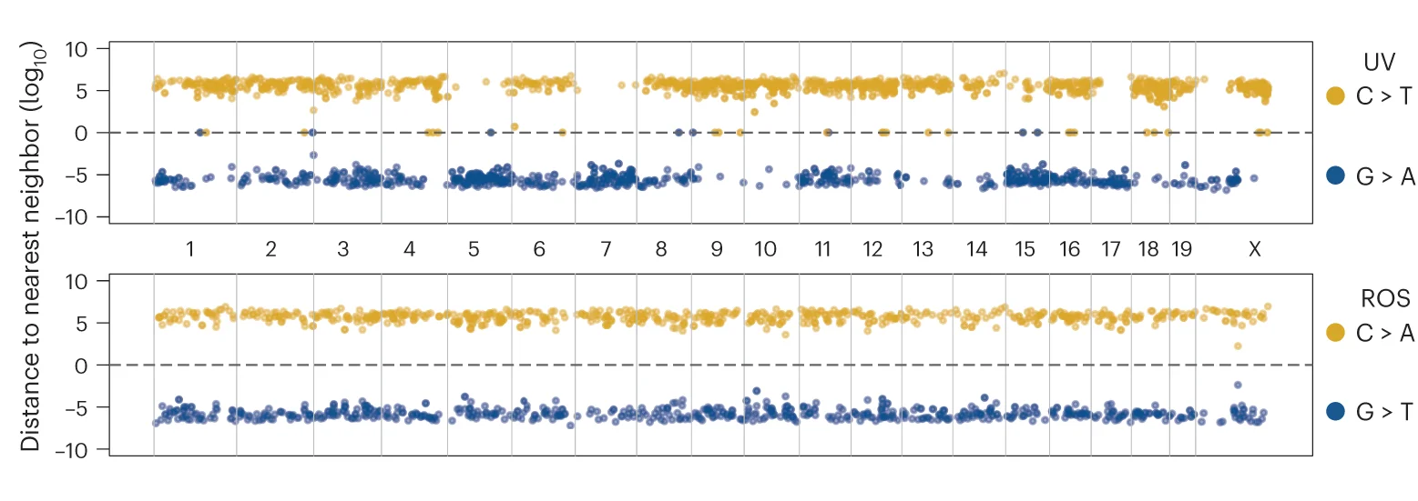 Example of lesion segregation pattern due to UV induced mutations (top) across all chromosomes of a single mitotic sister, and lack of phasing from ROS induced mutagenesis (bottom) in the same sister. Reference cytosine mutations are shown as yellow dots, whereas reference guanine residues are in blue. The y axis represents log2(distance to nearest neighbor), with G mutation distances converted to negative values to distinguish them from C residues. Chromosomal boundaries are denoted by black vertical dashed lines and chromosomes noted between the tracks. Horizontal dashed line represents a distance of 0.