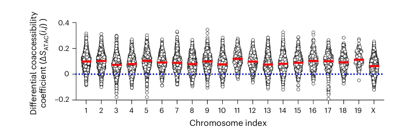 Dot plots of differential coaccessibility Spearman correlation coefficients (Δ S ATAC ( i , j )) before and after cohesin depletion for chromosomes 1–19 and X. Every circle indicates the value of the differential coaccessibility Spearman correlation coefficient per ACD pair. The red line indicates the median value, and the dotted line indicates the zero-change line. The statistics were derived from 15,308 intrachromosomal ACD pairs with quantifiable values over 20 different chromosomes.
