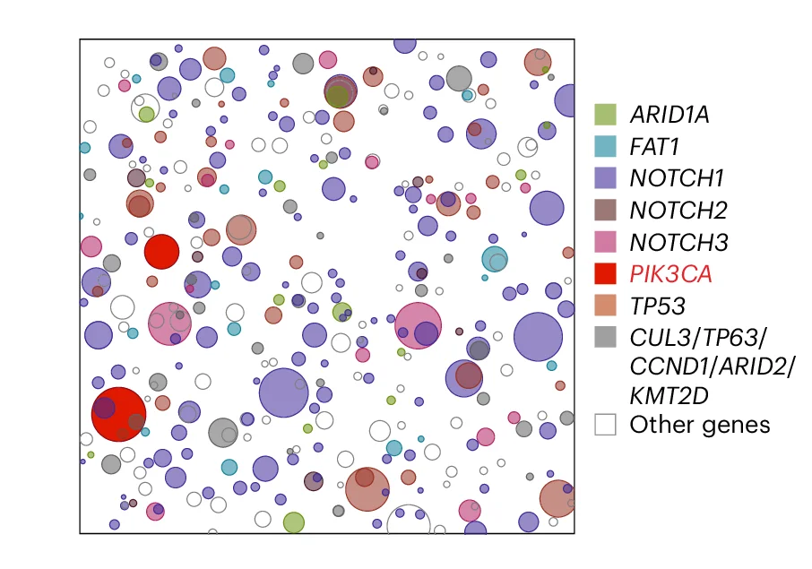 Schematic representation of mutant clones in an average 1 cm 2 of normal esophageal epithelium from a 48-51-year-old male donor from ref. 1 . To generate the figure, a number of samples from the donor are randomly selected and the mutant clones detected are represented as circles and randomly distributed in space.