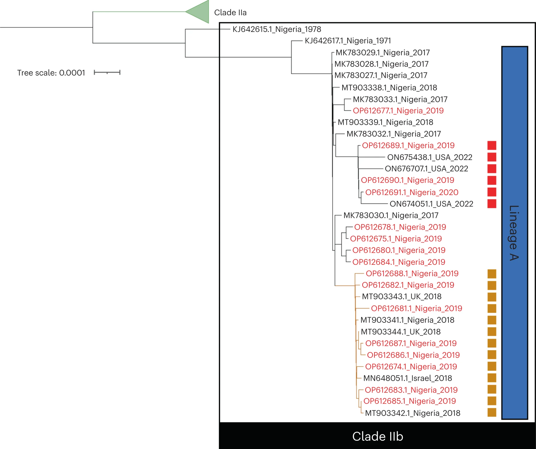 The tree is generated using concatenated nucleotide ORF sequences extracted from complete genomes with a limited number of unknown bases in their sequence, after genes with any ambiguous nucleotides in their sequence have been excluded for all sequences. Genomes described in this study are highlighted in red, and those with a disrupted A46R gene (lineage A.2) are marked with a red square. Genomes from an additional potential lineage are marked with a brown square.