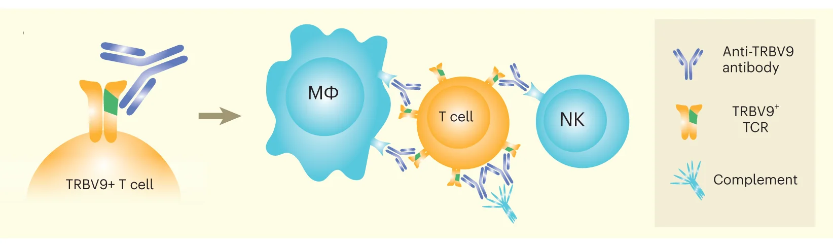 Therapy with anti-TRBV9 cytotoxic antibody leads to complete elimination of TRBV9 + T cells via antibody-dependent cellular cytotoxicity by NK cells and complement proteins, as well as antibody-dependent cellular phagocytosis by macrophages (M) such as liver Kupffer cells 23 .