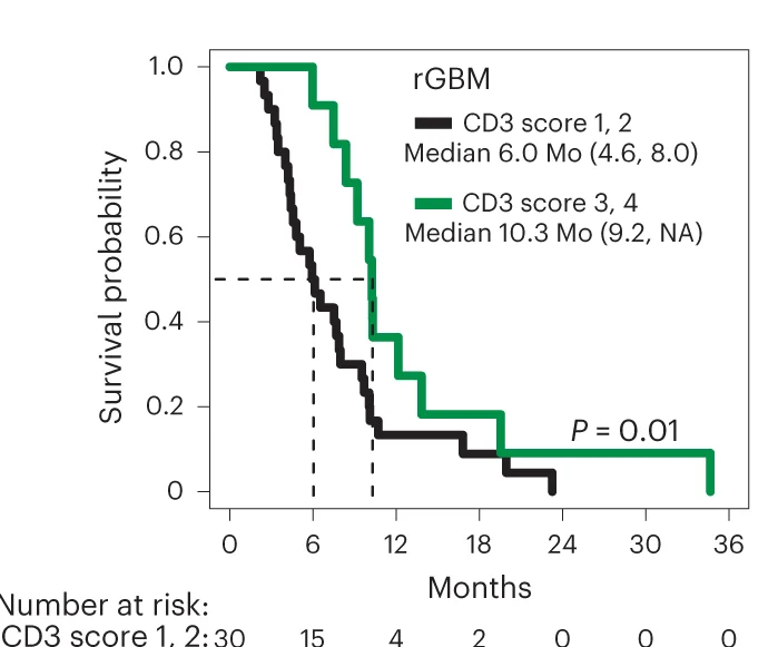 Survival comparison of all evaluable rGBM patients with either negative/low (1, 2) or intermediate/high (3, 4) tumor CD3 IHC scores. Dashed lines depict medians in months (Mo). Median survival times with 95% CIs in parentheses are also indicated; NA means infinity. P values comparing survival distribution of each group using the two-sided peto-peto test are depicted.