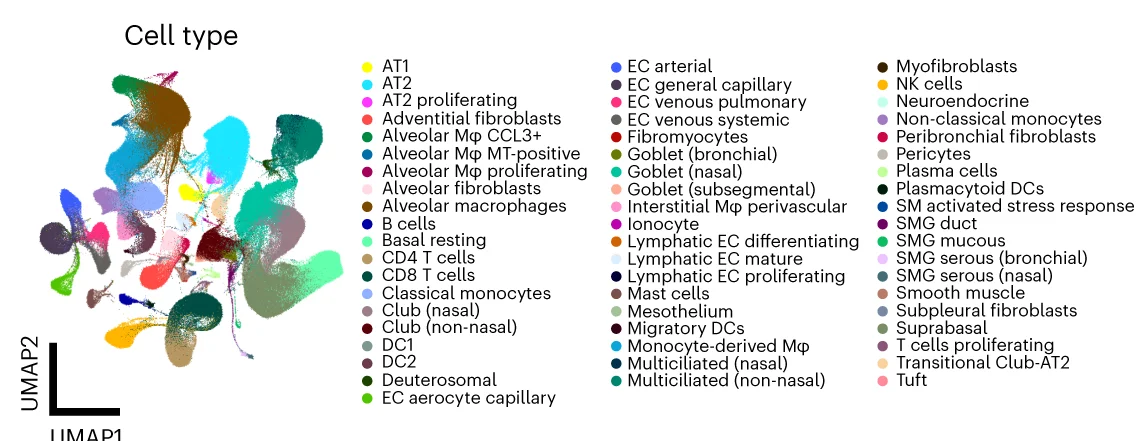 Uniform manifold approximation and projection (UMAP) of the integrated HLCA core after reference building, cells are color coded by cell type. DC, dendritic cell. EC, endothelial cell. NK, natural killer cell.