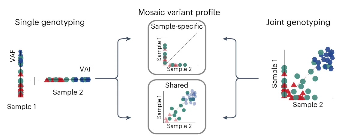 Single and joint genotyping described to detect shared and sample-specific variants. Whereas single genotyping detects variants for each sample and take intersections or differences of the call set, joint genotyping takes both samples simultaneously.