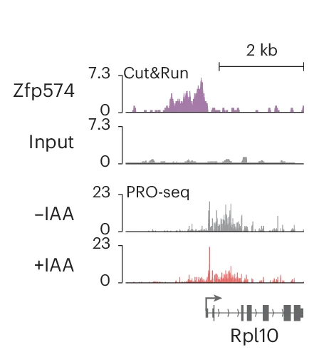 Zfp574 Cut&Run and PRO-seq screenshots at the Rpl10 locus.